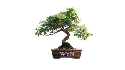 WYN Bonsai Kit